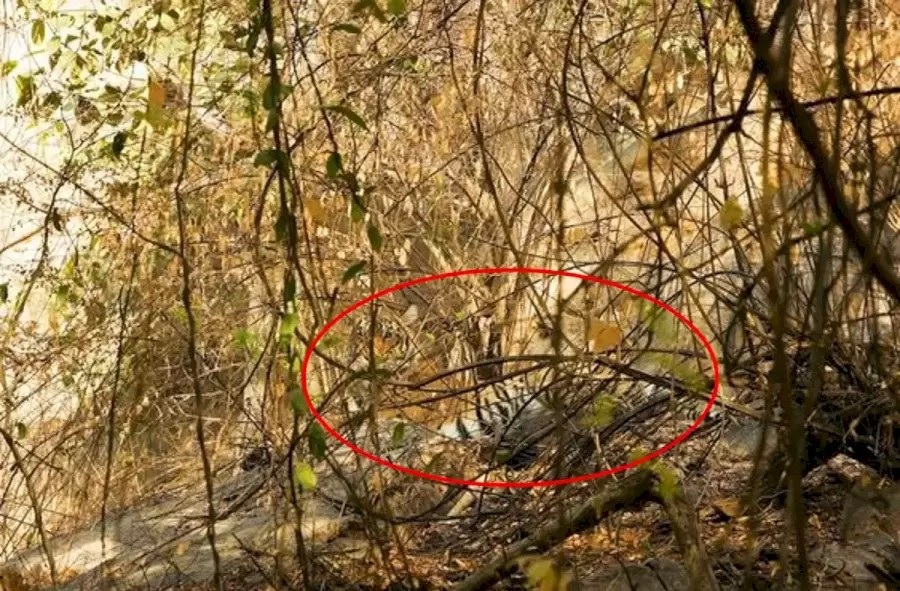 Riešenie hádanky - tiger