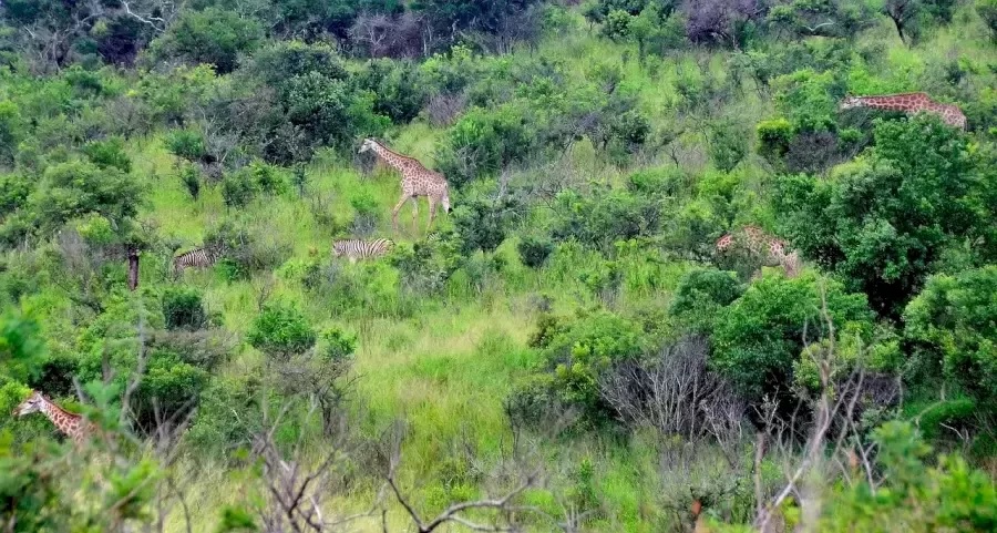 Optická ilúzia - výzva