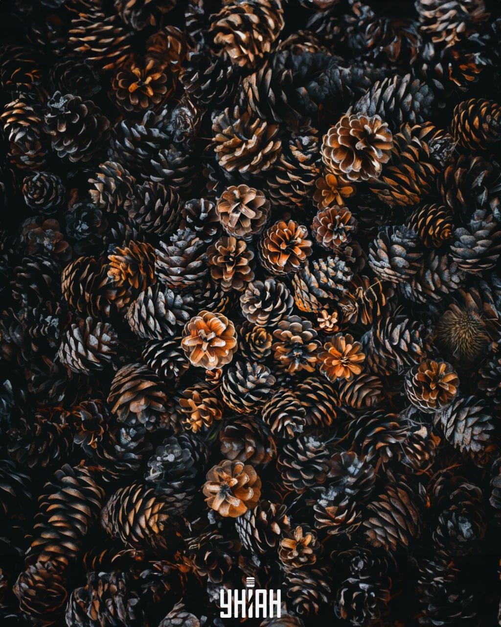 Je potrebné nájsť ježka medzi kužeľmi / koláž Moje