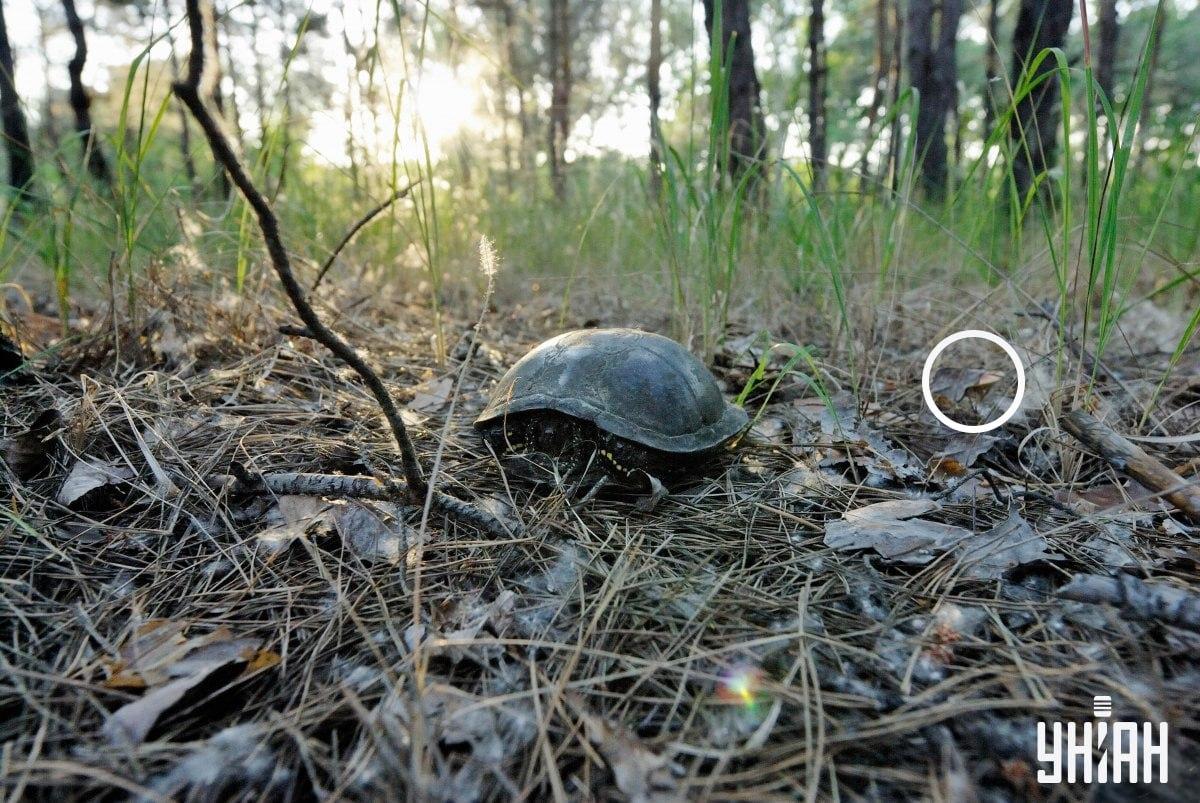 Hríb sa 'schovával' pod listom / fotokoláž Moje