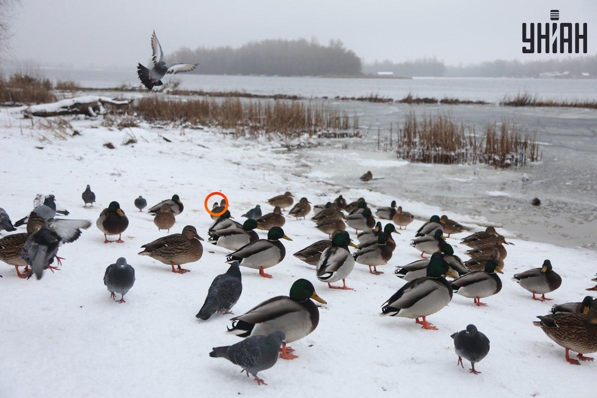 Vrabec sa skrýval v blízkosti centra optických ilúzií / koláž s fotografiou Moje Vrabec sa schovával pri centre optických ilúzií / koláž s fotografiou Moje
