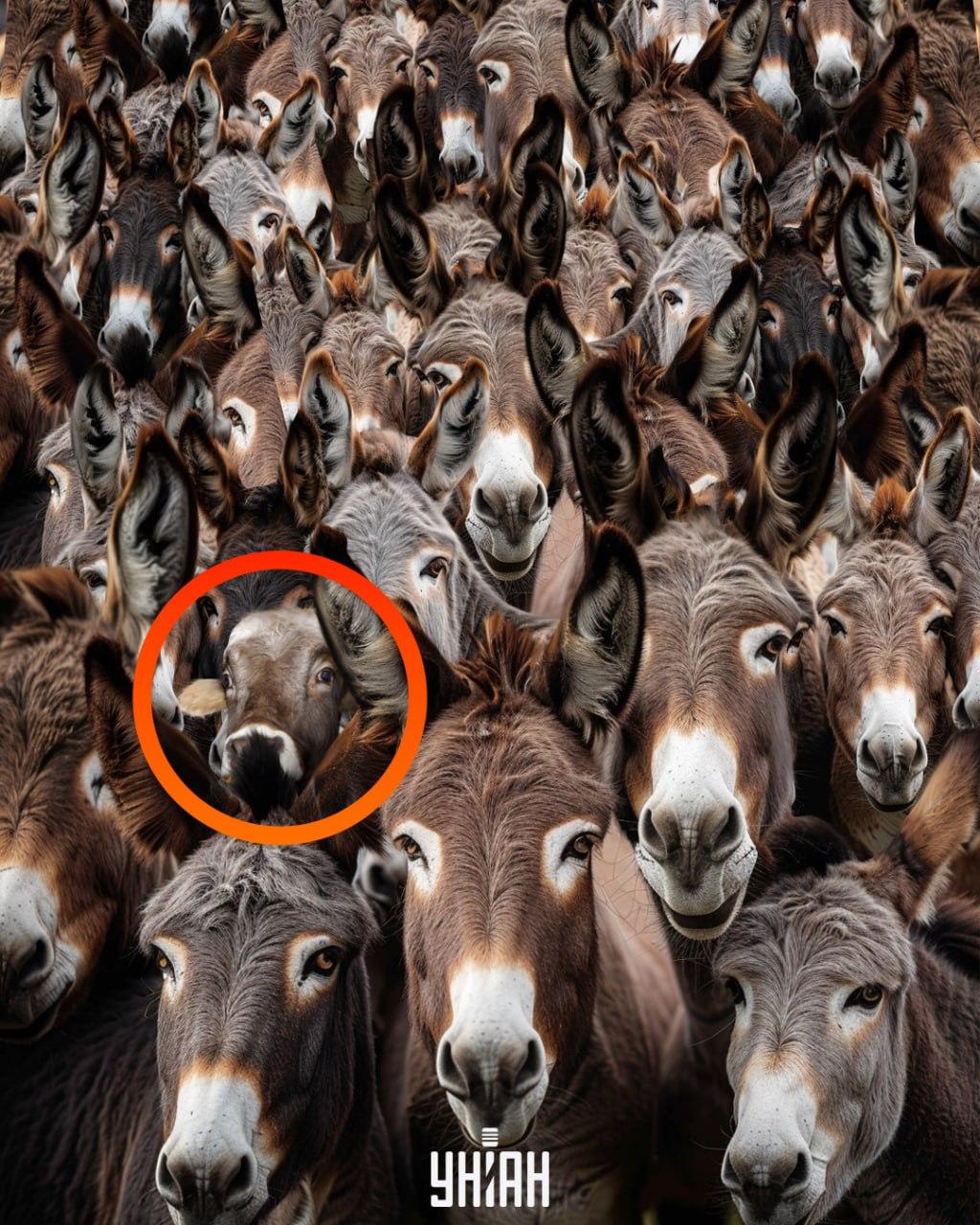 Ilúzia s býkom medzi oslami - riešenie s označením