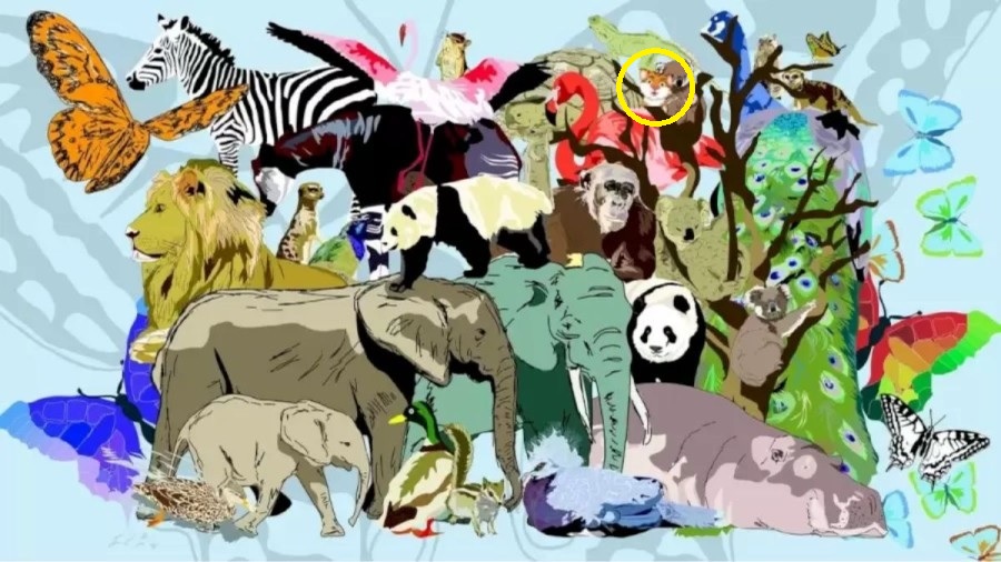 Obrázok s označením, kde sa nachádza skryté tigrie mláďa