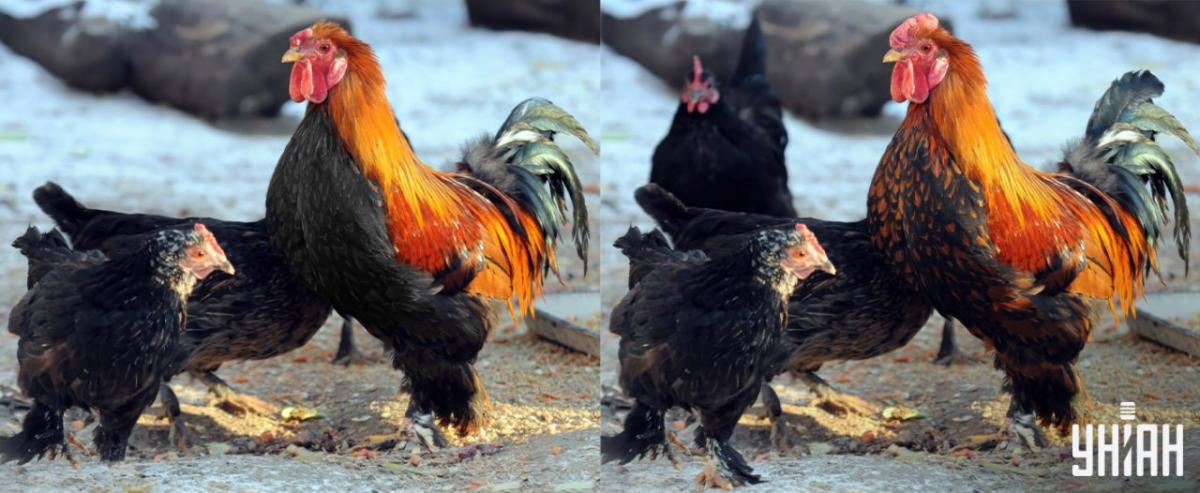 Nájdi všetky rozdiely za 15 sekúnd / koláž Moje Nájdite všetky rozdiely za 15 sekúnd / koláž Moje