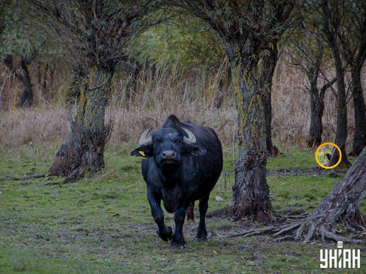Vták bol na ľavej strane skladačky / koláž s fotografiou Moje Vták bol na ľavej strane skladačky / fotokoláž Moje