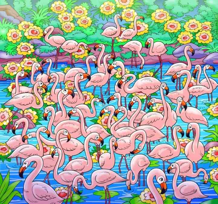 Hádanka - Nájdite dievča medzi plameniakmi