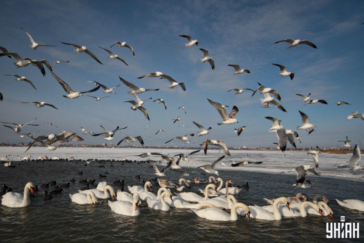 Nájdi holuba na obrázku v čase / koláž s fotografiou Moje Nájdite holuba na obrázku v čase / koláž s fotografiou Moje