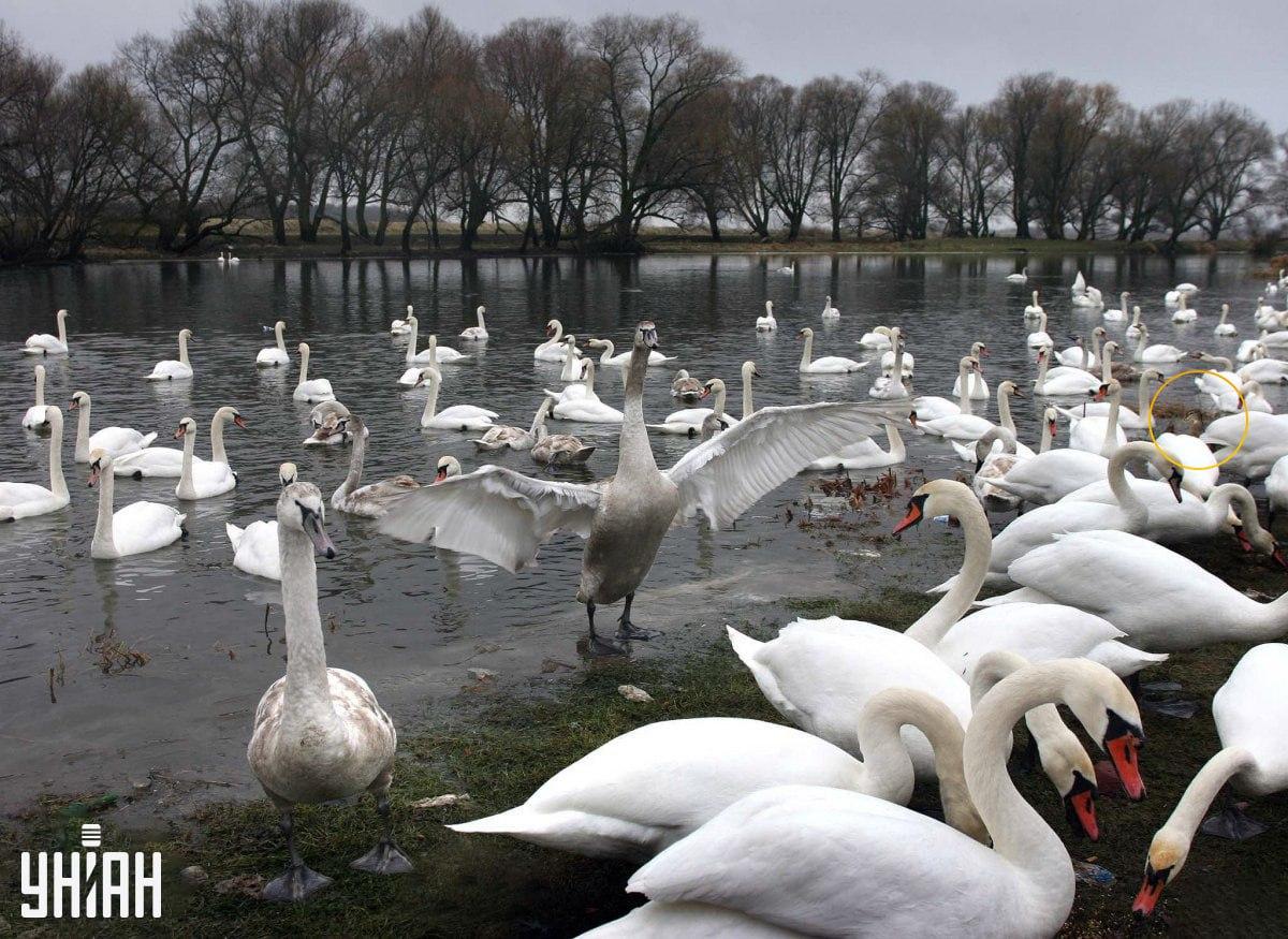 Ukryli sme vtáka s klamstvom s Vtáka sme ukryli pomocou vábničky s