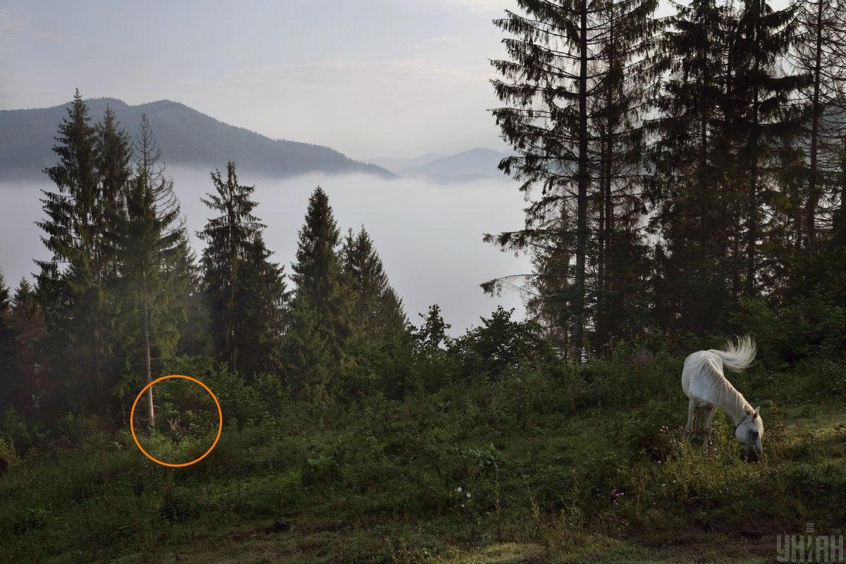 Koza sa skrývala v zeleni / koláž s fotografiou Moje