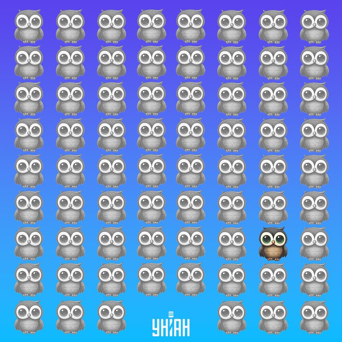 Unikátna sova sa nachádzala v spodnej časti obrázku vľavo / koláž Moje Unikátna sova sa nachádzala v dolnej časti snímky vľavo / koláž Moje