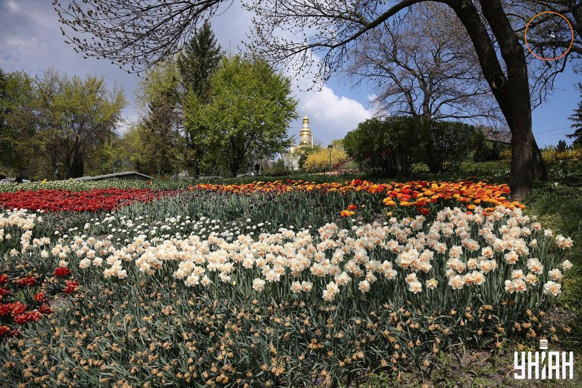 Vták sedel na konári stromu / koláž Moje