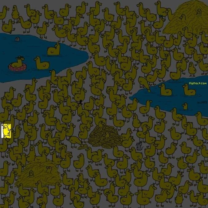 Len tí najšikovnejší nájdu kurča medzi kačicami za 8 sekúnd: nová hádanka / autor obrázku: Gergely Dudas