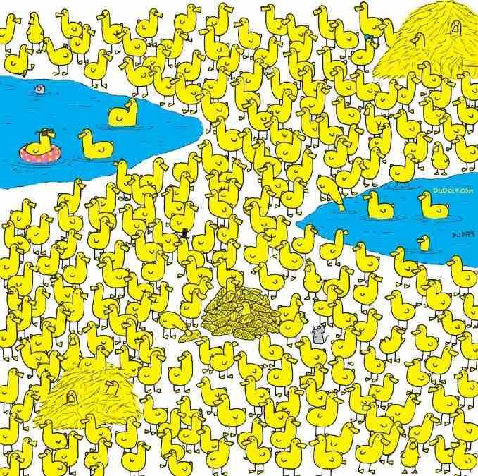 Len tí najšikovnejší nájdu kurča medzi kačičkami za 8 sekúnd: nová hádanka / obrázok Gergely Dudas