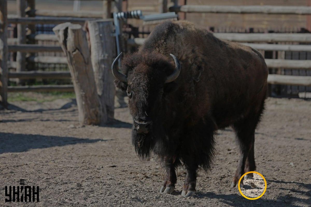 Vrabec bol neďaleko ľavého rohu snímky / koláž z fotografie Moje