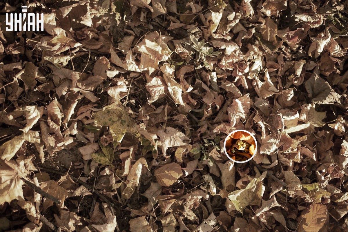 Žaba sa nachádzala pri ľavom dolnom rohu obrázka / koláže s fotografiou Moje