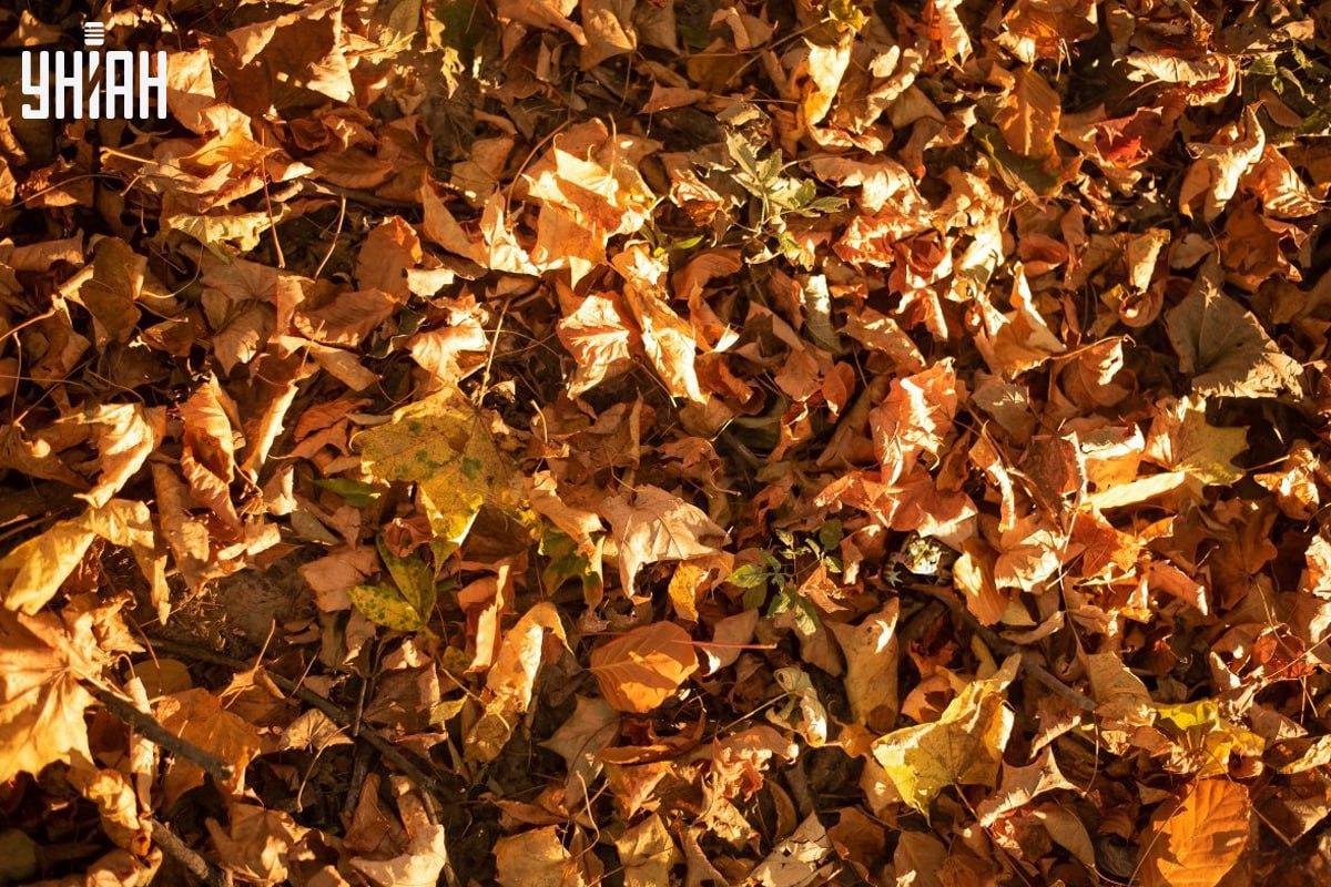 Nájdite žabu včas na obrázku / koláži s fotografiou Moje