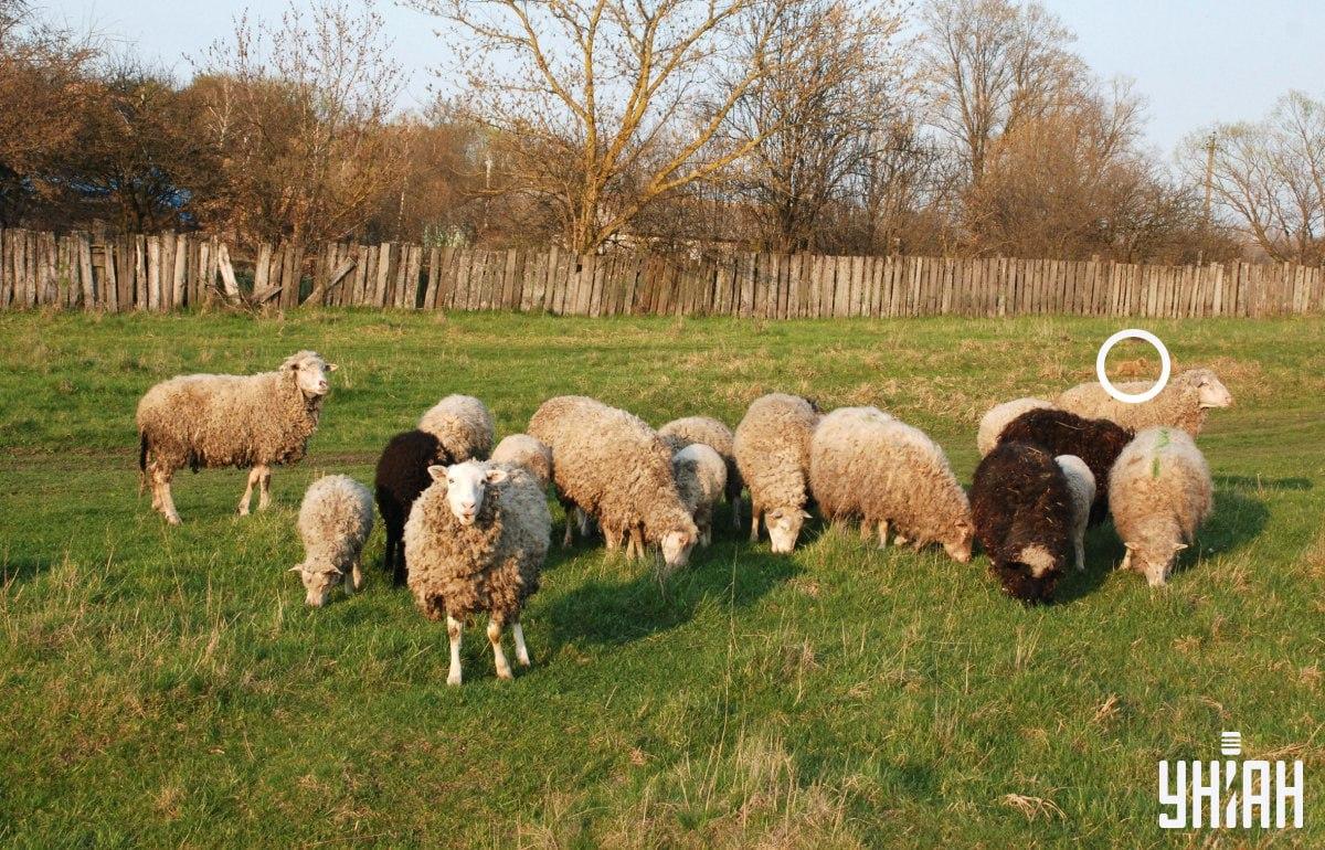 Pes bol na ľavej strane obrázku / koláž z fotografie Moje