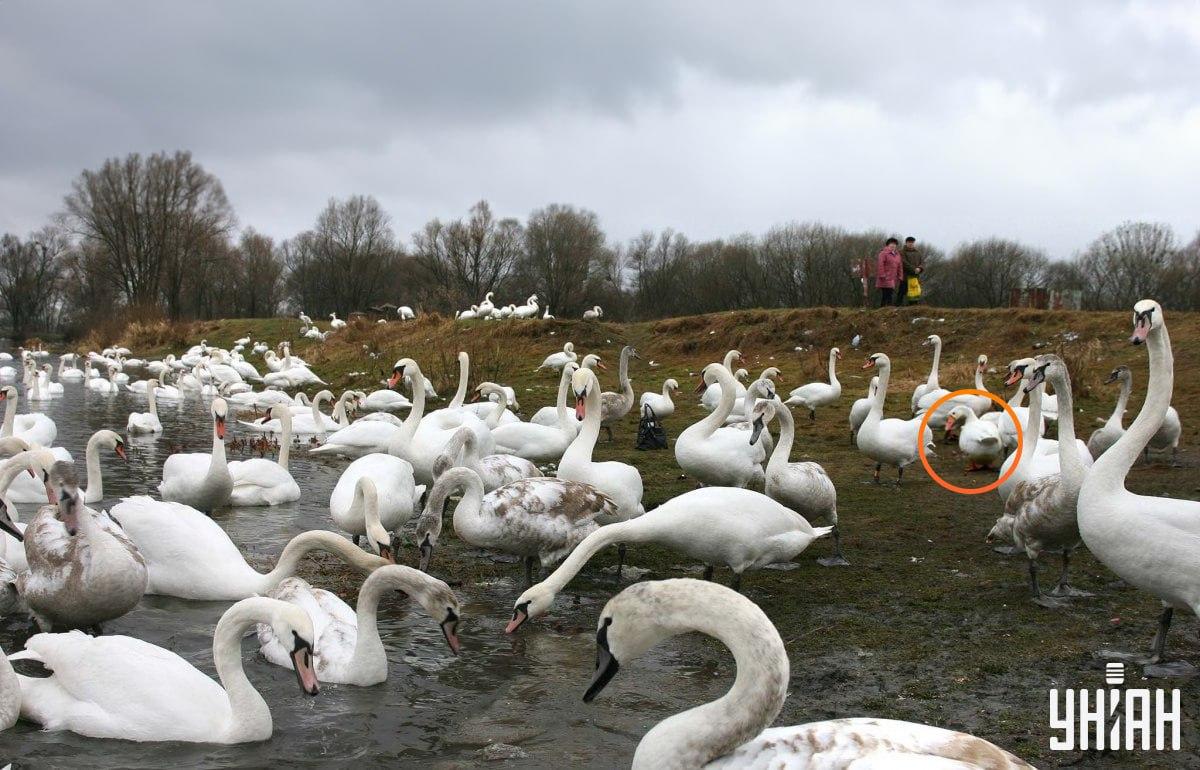 Husa je neďaleko stredu obrazu / koláž s fotografiou Moje Husa sa nachádza neďaleko stredu snímky / koláž s fotografiou Moje