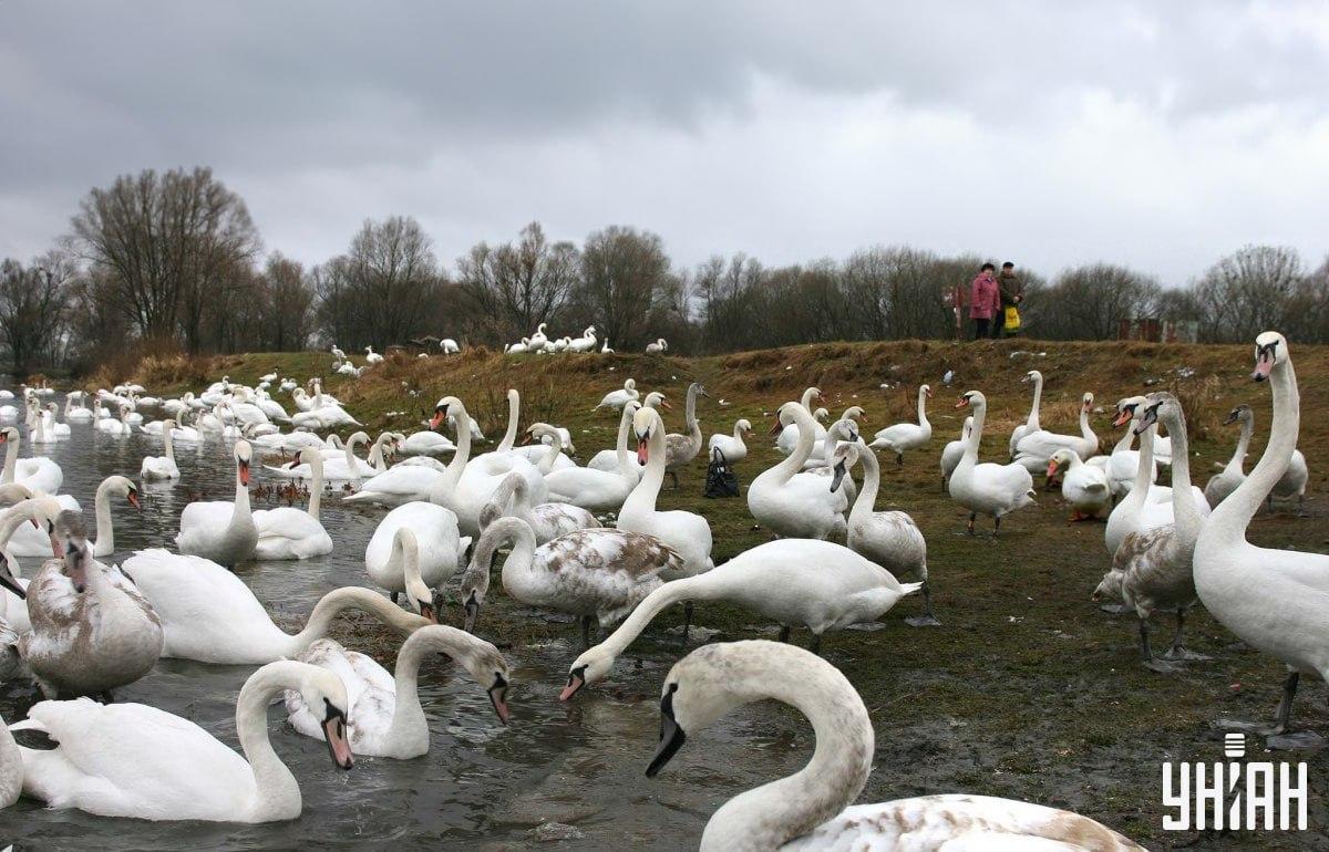 Nájdi hus medzi labuťami v čase / koláž s fotografiou Moje Nájdi hus medzi labuťami v čase / koláž s fotografiou Moje