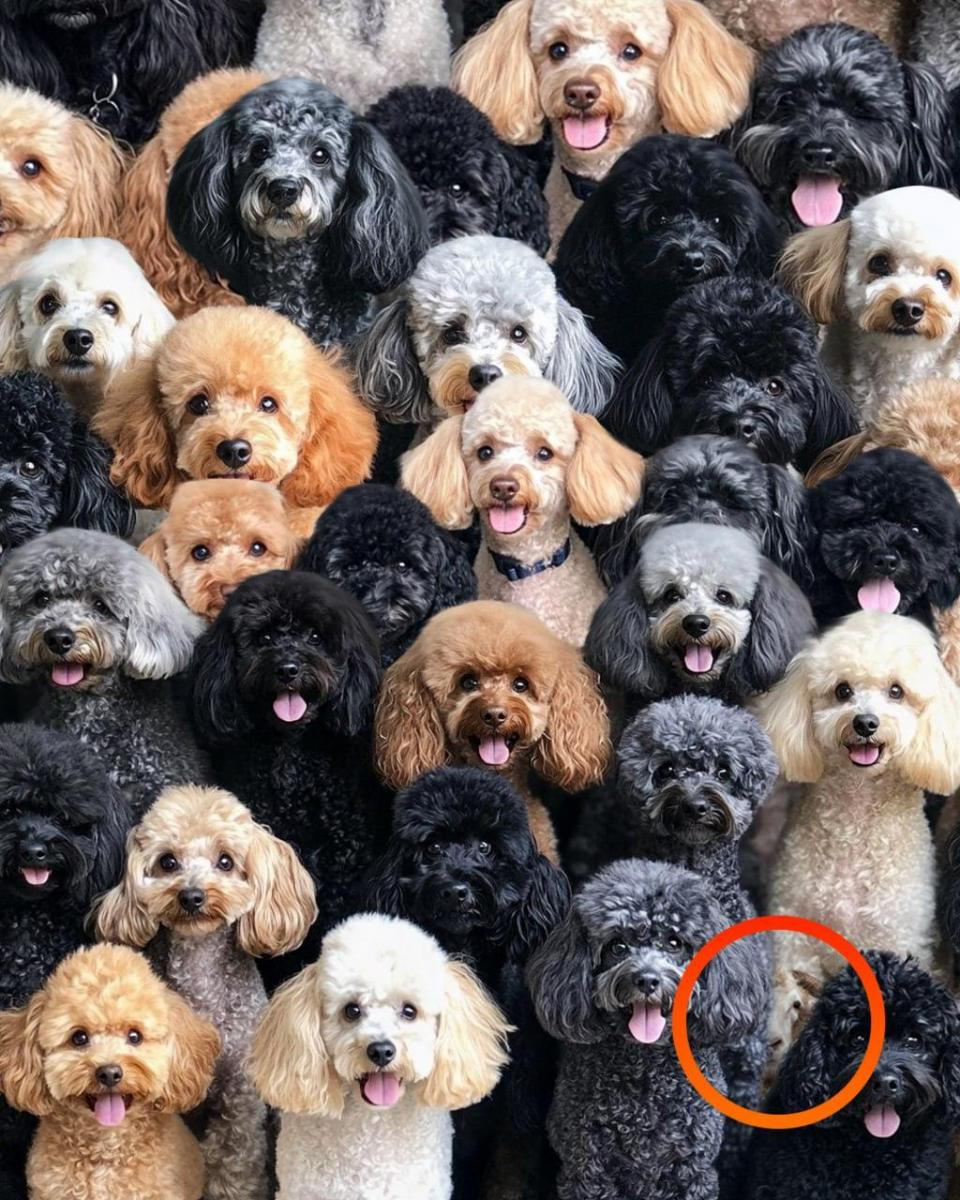 Pozornosť hádanka Pozor, hádanka