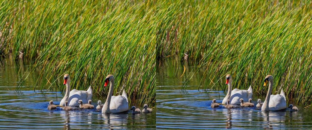Veľmi rýchlo nájdite rozdiely medzi obrázkami / kolážou Moje