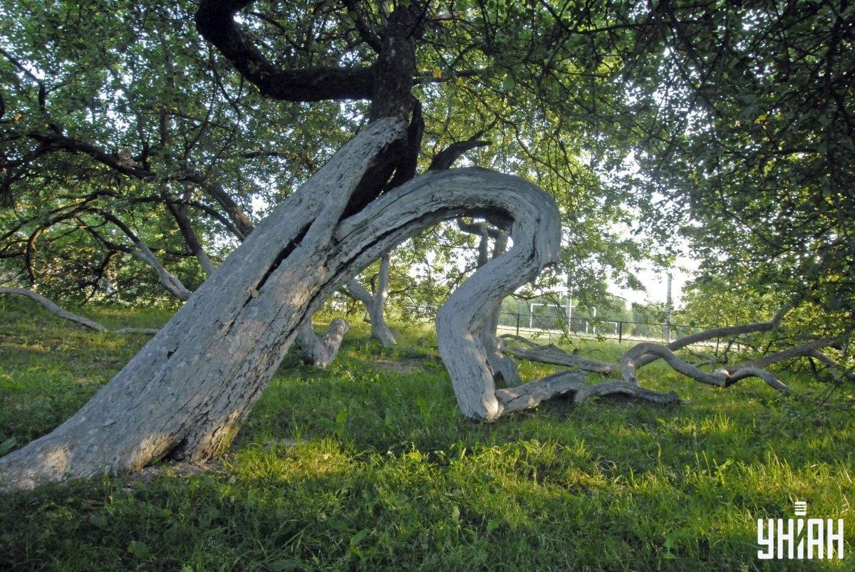 Zviera môže byť v ktorejkoľvek časti obrázka / Moje Collage