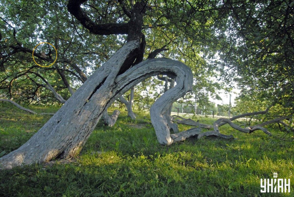 Naša mačka leží na konároch stromu / Moje Collage