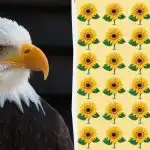 Ak dokážete nájsť nepárnu slnečnicu za 9 sekúnd, máte orlí