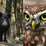 Chytrou sovu nájdu za 9 sekúnd len ľudia s vysokým IQ: dômyselná optická ilúzia Chytrou sovu nájdu za 9 sekúnd len ľudia s vysokým