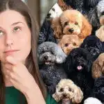 Dobrý medzi ovcami, ale je ťažké nájsť ovcu medzi psíkmi: