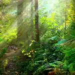 Hádanka pre tých, ktorí majú výborný zrak: musíte nájsť hada