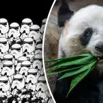 Iba hŕstka ľudí dokáže nájsť pandu za 5 sekúnd: mimoriadne