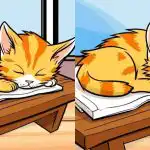 Iba tí najpozornejší nájdu 3 rozdiely na obrázku mačky za