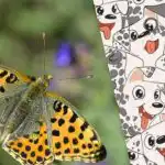 Inteligentný ako Sherlock alebo nie: hádanka na otestovanie vášho IQ