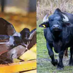 Každý vidí bizóna a len málokto nájde vranu v lese