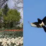 Každý vidí kvety a len talent dokáže nájsť straku za 5 sekúnd: jedinečná logická hra Každý vidí kvety a len talent dokáže nájsť straku za