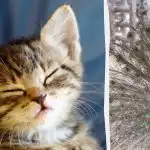 Každý vidí páva a len ľudia s vysokým IQ nájdu