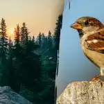 Len ľudia s "jastrabím zrakom" dokážu nájsť vrabca za 7