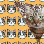 Len ľudia s veľkým IQ uvidia za 11 sekúnd cudziu