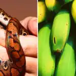 Len málokto je toho schopný: len ľudia s vysokým IQ dokážu nájsť hada medzi banánmi. Len málokto je toho schopný: len ľudia s vysokým IQ