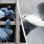 Len málokto nájde holuba medzi kačkami, čajkami a labuťami za 5 sekúnd: úžasná logická hra Len málokto nájde holuba medzi kačkami, čajkami a labuťami za