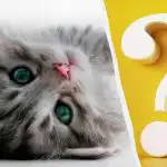 Mačku na dvore za 10 sekúnd spozorujú len ľudia s