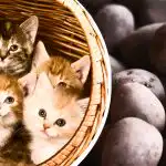 Máte len 11 sekúnd: len tí najpozornejší nájdu zemiaky medzi mačkami Máte len 11 sekúnd: len tí najpozornejší nájdu zemiaky medzi