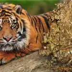 Mätúca hádanka s neuveriteľnou odpoveďou: musíte nájsť tigra v lese Mätúca hádanka s neuveriteľnou odpoveďou: musíte nájsť tigra v lese