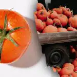 Nájdi paradajku medzi tekvicami za 8 sekúnd: jesenná hádanka pre