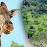 Nájdite všetky zvieratá na obrázku za 10 sekúnd: hádanka, ktorú