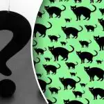 Najťažšia výzva aj pre najbystrejšie oči: nájsť potkana medzi mačkami za 30 sekúnd Najťažšia výzva aj pre najbystrejšie oči: nájsť potkana medzi mačkami