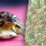 Optická ilúzia nie je pre slabé povahy: nájdete medzi korytnačkami