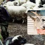 Otestujte si svoje IQ za 10 sekúnd: zábavná optická ilúzia