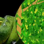 Potrebujete nájsť hada v džungli za 5 sekúnd: nerealisticky náročná